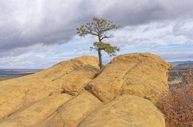  Lone Tree Growing in a Sandstone Bluff, 14.10.2020, Copyright: xwildnerdpixx Panthermedia28437227
