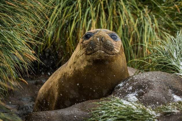  Elephant seal behind rock looking at camera, 14.10.2020, Copyright: xnickdalex Panthermedia28454210