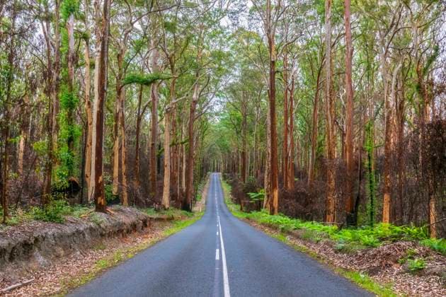 Highway cutting through half-burned forest in Murramarang National Park FOF12177