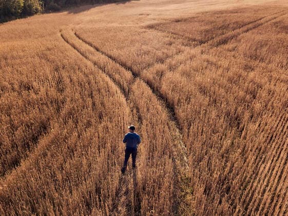 Man standing at rye field during sunset model released Symbolfoto KNTF06404