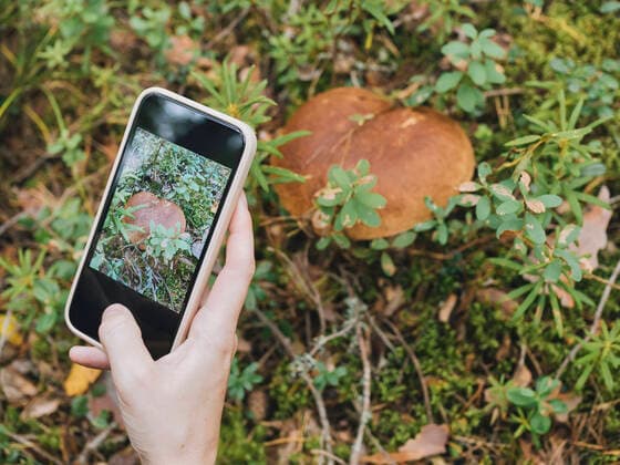 Woman taking photograph of mushroom through smart phone model released Symbolfoto property released KNTF06436