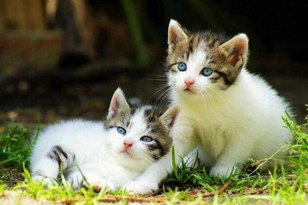  Kitten in summer under a blue sky, 14.10.2020, Copyright: xSiegix Panthermedia28544985