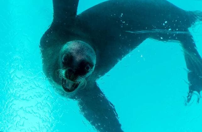  Shows sea lions in the pool, Oasis Park, Fuerteventura, Canary Island, Spain, 14.10.2020, Copyright: xwjarekx Panthermedia28552164