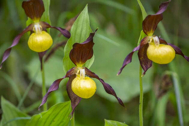 IMAGO Nature: Unsere Erde, Pflanzen, Seltene Pflanzen Europaeischer Frauenschuh, Gelber Frauenschuh, Gelb-Frauenschuh, Gelbfrauenschuh, Marienfrauenschuh, Marien-Frauenschuh (Cypripedium calceolus), drei Blueten, Deutschland Lady s slipper orchid (Cypripedium calceolus), three flowers, Germany BLWS655181 *** European ladys slipper, Yellow ladys slipper, Yellow ladys slipper, Ladys slipper, Ladys ladys slipper Cypripedium calceolus , three flowers, Germany Ladys slipper orchid Cypripedium calceolus , three flowers, Germany BLWS655181 Copyright: xblickwinkel R.xSturmx