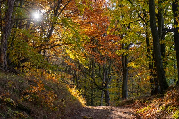 Herbstlich gefärbte Bäume, zumeist Buchen, an einem Wanderweg bei Altkünkendorf (Landkreis Uckermark) im UNESCO-Weltnaturerbe Buchenwald Grumsin im Biosphärenreservat Schorfheide-Chorin. Foto: Volker Hohlfeld Herbst im Buchenwald Grumsin *** Autumnal coloured trees, mostly beeches, at a hiking trail near Altkünkendorf district of Uckermark in the UNESCO World Heritage beech forest Grumsin in the biosphere reserve Schorfheide Chorin Photo Volker Hohlfeld Autumn in the beech forest Grumsin