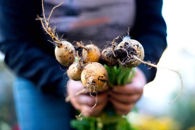 Woman harvests radish from her garden Texas City, Texas, United States CR_INCH211020-852785-01 ,model released, Symbolfoto