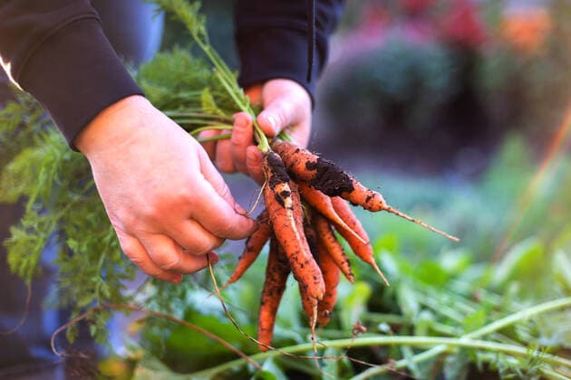 IMAGO Creative: Jahreszeit Herbst im Garten Woman harvests carrots from her garden Texas City, Texas, United States CR_INCH211020-852792-01 ,model released, Symbolfoto