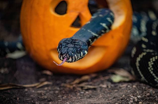 Creatures of all shapes and sizes enjoy a pumpkin party at Chester Zoo. From the impressive sun bear to the tiniest weaver ants, animals across the zoo tucked into their Halloween treats this week. Keepers found imaginative ways to get the animals under their care into the Halloween spirit. Carved pumpkins were drenched in fish blood to peak the Komodo dragon?s interest; holes were cut for the Boelen?s pythons to slither through and some were filled with tasty fruit snacks for the sun bears and lemurs to enjoy. Conservationists at the zoo say providing food in an unusual and interesting way is great enrichment for the animals, giving them the opportunity to forage for food in an exciting new way. Keep an eye on Chester Zoo?s socia Copyright: xx 50815312 EDITORIAL USE ONLY. NOT FOR USE BY NEWSPAPERS BASED IN THE UK.