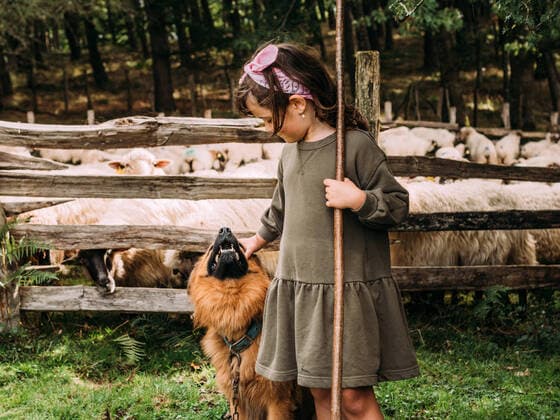 IMAGO Creative, Biodynamische Landwirtschaft Side view of cute little girl caressing obedient Basque Shepherd Dog near enclosure with herd of sheep in farm, Model released HodeiUnzueta_SheepsCareCamping_9.jpg Copyright: xHodeixUnzuetax MR