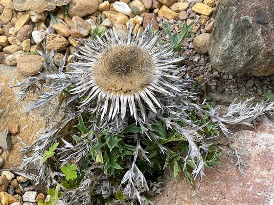 Silberdistel, Carlina acaulis, ist eine silbern schillernde Pflanze im Herbst die auch als Heilpflanze verwendet wird. Silver thistle, Carlina acaulis, is a silvery shimmering plant in autumn that is also used as a medicinal plant. Silberdistel, Carlina, acaulis *** Silver thistle, Carlina acaulis, is a silvery shimmering plant in autumn that is also used as a medicinal plant Silver thistle, Carlina acaulis, is a silvery shimmering plant in autumn that is also used as a medicinal plant Silver thistle, Carlina, acaulis
