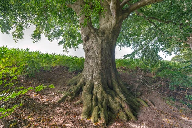 Rotbuche, Rot-Buche, Buche (Fagus sylvatica), im Spaetsommer am Bistensee, Deutschland, Schleswig-Holstein, Naturpark Huettener Berge common beech (Fagus sylvatica), at late sommer at lake Bistensee, Germany, Schleswig-Holstein, Naturpark Huettener Berge BLWS655645 *** Common beech Fagus sylvatica , at late summer at lake Bistensee, Germany, Schleswig Holstein, Naturpark Huettener Berge BLWS655645 Copyright: xblickwinkel C.xKaiserx