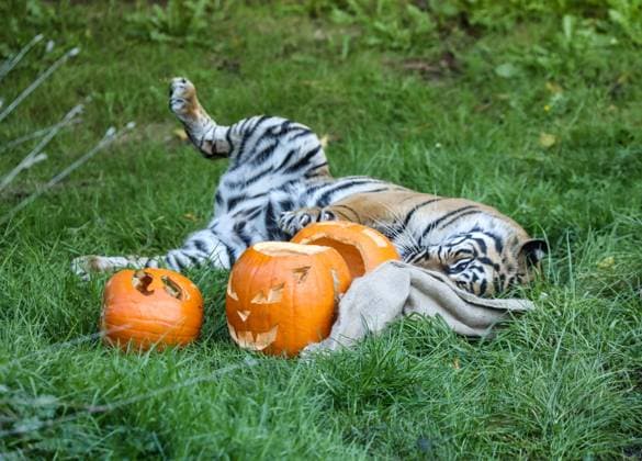 Sumatran tigers at ZSL London Zoo got into the Halloween spirit this week pouncing onto a mound of creepy pumpkins to join in the autumn festivities. While kids all over the country prepare for the spookiest night of the year, Sumatran tigers Asim and Gaysha celebrated Halloween early by following a scent trail to get their paws on some very ghoulish gourds. Keepers carved pumpkins for the stripy pair, before laying a trail of scented spices - including cardamom and ginger - so that their powerful noses could lead them to the treats. ZSL London Zoo tiger keeper Kate Clark said: While it would definitely be more of a trick than a treat for us humans, tigers Asim and Gaysha loved sniffing out their spicy trail before playfully pouncin Copyright: xx 50820957 EDITORIAL USE ONLY. NOT FOR USE BY NEWSPAPERS BASED IN THE UK.