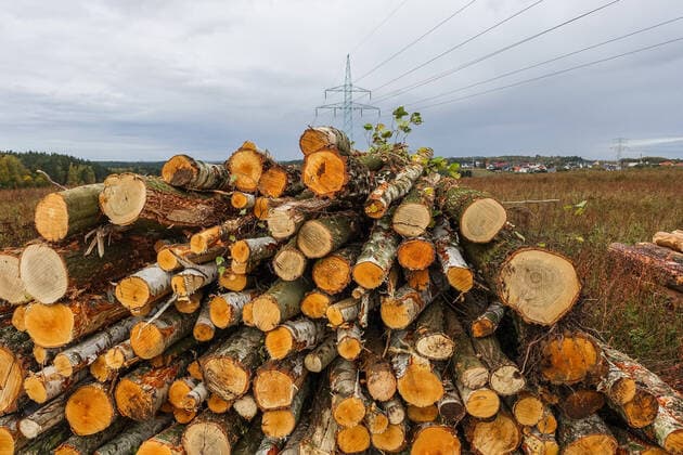 Deforestation In Kielpino, Poland Pile of wood logs in the place of clearing a wide area of trees is seen in Gdansk Kielpino Gorne, Poland on 17 October 2021 Gdansk Poland  Copyright: xMichalxFludrax fludra-deforest211017_npNUm