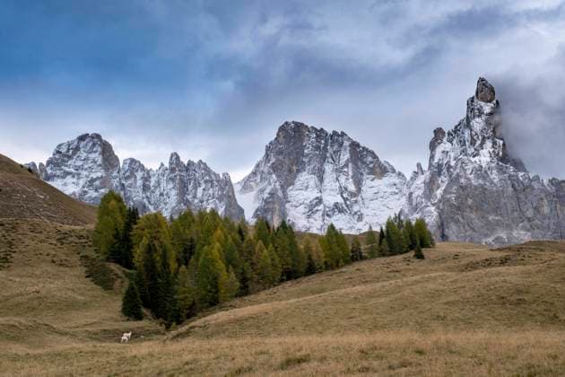  Almwiese, Cimon della Pala, Palagruppe, Parco Naturale Paneveggio Pale di San Martino, Rollepass, Trentino, Italien, Europa *** Alpine meadow, Cimon della Pala, Pala Group, Parco Naturale Paneveggio Pale di San Martino, Rolle Pass, Trentino, Italy, Europe Copyright: imageBROKER/SonjaxJordan ibljor07160113.jpg