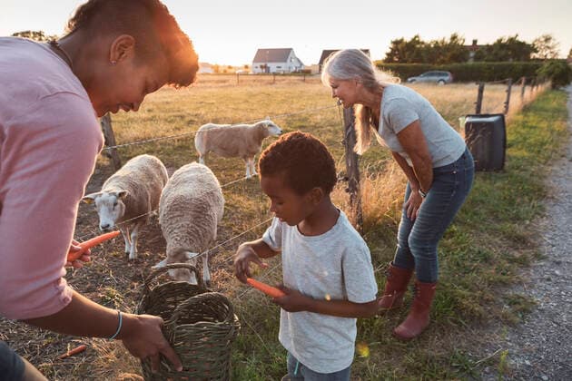 IMAGO Creative: Dichotomien, Generationen IMAGO Creative: 2021 Favoriten IMAGO Creative: Landleben - Essen Mother assisting son feeding carrots to sheep by grandmother during sunset Sweden, Skane, model released, property released Copyright: xMaskotx , MA89246