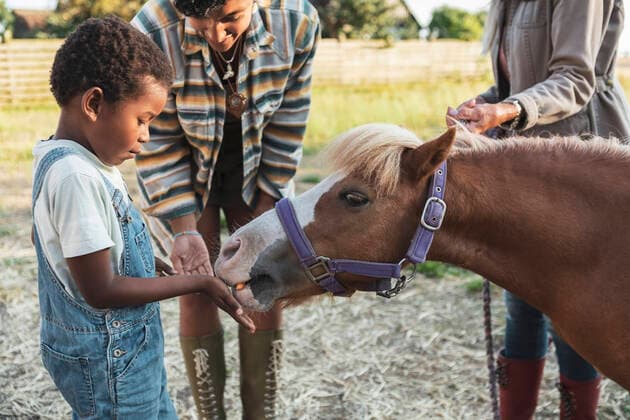 Boy feeding horse with mother and grandmother at farm Sweden, Skane, model released, property released Copyright: xMaskotx , MA89281