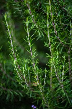 Rosemary plant in the home garden as a cooking concept Copyright: xAnnaxBogushx 39105482