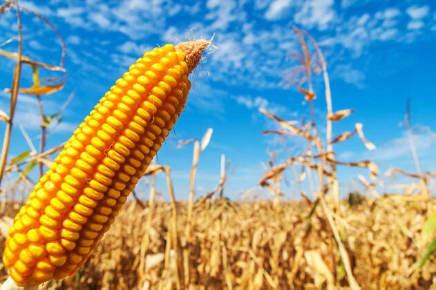 ripe golden maize over field Copyright: xMazurykxMykolax 4247707