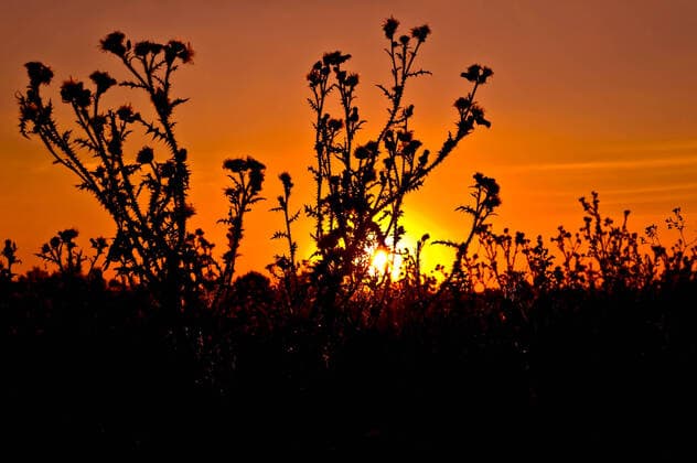 Orange sky and yellow sun against the background of a flowering bush thistle Copyright: xkostrezx 4468820