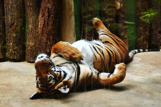 close up tiger in zoo Copyright: xx 4620470