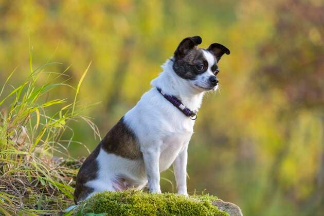 Kleiner Chihuahua Hund, Baden-Württemberg, Deutschland, Europa Copyright: imageBROKER/Lilly ibxtke07158344.jpg