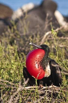 IMAGO Nature: Unsere Erde, Naturschutz, Naturschutzgebiete in Südamerika Prachtfregattvogel, Pracht-Fregattvogel (Fregata magnificens), Balzendes Maennchen mit aufgeblaehtem Kehlsack, Ecuador, Galapagos , North Seymour Island magnificent frigate bird (Fregata magnificens), Displaying male with inflated gular sac, Ecuador, Galapagos , North Seymour Island BLWS655904 *** Magnificent frigate bird Fregata magnificens , Displaying male with inflated gular sac, Ecuador, Galapagos , North Seymour Island magnificent frigate bird Fregata magnificens , Displaying male with inflated gular sac, Ecuador, Galapagos , North Seymour Island BLWS655904 Copyright: xblickwinkel McPHOTO M.xDeFreitasx