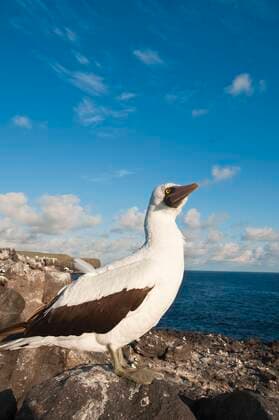 IMAGO Nature: Unsere Erde, Naturschutz, Naturschutzgebiete in Südamerika Nazca-Toelpel, Nazcatoelpel (Sula dactylatra granti, Sula granti), steht an der Felskueste, Ecuador, Galapagos-Inseln, Espanola, Suarez Point Nazca booby (Sula dactylatra granti, Sula granti), stands at the rocky coast, Ecuador, Galapagos Islands, Espanola, Suarez Point BLWS655853 *** Nazca booby Sula dactylatra granti, Sula granti , stands at the rocky coast, Ecuador, Galapagos Islands, Espanola, Suarez Point Nazca booby Sula dactylatra granti, Sula granti , stands at the rocky coast, Ecuador, Galapagos Islands, Espanola, Suarez Point BLWS655853 Copyright: xblickwinkel McPHOTO M.xDeFreitasx