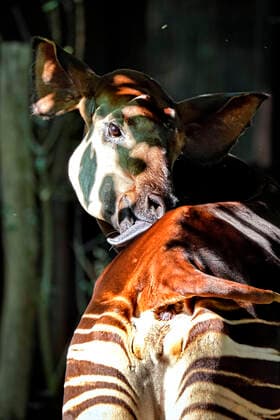 IMAGO Nature: Unsere Erde, Tiere, Gestreifte Tierarten Okapi ( Okapia johnstoni ). Okapi ( Okapia johnstoni ) im Zoo Leipzig. 20210908MIC0597 *** Okapi Okapia johnstoni Okapi Okapia johnstoni at Leipzig Zoo 20210908MIC0597