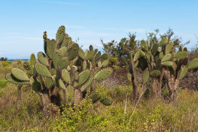 IMAGO Nature: Unsere Erde, Naturschutz, Naturschutzgebiete in Südamerika Opuntie, Feigenkaktus (Opuntia spec.), Zwei grosse fruchtende Opuntien auf Santiago Island, Ecuador, Galapagos-Inseln, Santiago Island, James bay prickly pears (Opuntia spec.), Two large fruiting prickly pears on Santiago Island, Ecuador, Galapagos Islands, Santiago Island, James bay BLWS655933 *** Opuntia, prickly pear Opuntia spec , Two large fruiting prickly pears on Santiago Island, Ecuador, Galapagos Islands, Santiago Island, James bay BLWS655933 Copyright: xblickwinkel McPHOTO M.xDeFreitasx