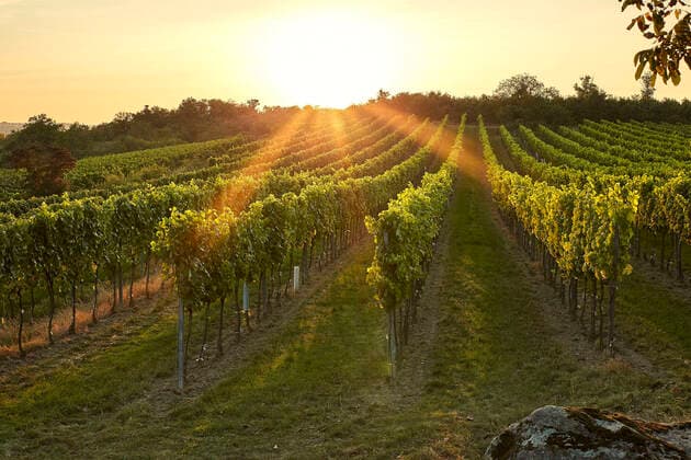 Weingarten im Herbst Abendlicht *** Vineyard in autumn evening light 1065527084