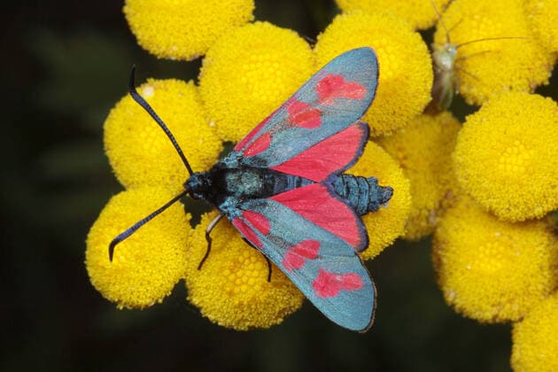 Gewoehnliches Blutstroepfchen, Gemeines Blutstroepfchen, Sechsfleck-Widderchen, Sechsfleckwidderchen, Steinbrechwidderchen, Steinbrech-Widderchen, Sechsfleck-Blutstroepfchen, Sechsfleckblutstroepfchen, Erdeichel-Widderchen, Erdeichelwidderchen (Zygaena filipendulae, Anthrocera filipendulae), sitzt auf gelber Bluete, Aufsicht, Deutschland Six-spot burnet (Zygaena filipendulae, Anthrocera filipendulae), sitting on yellow flower, view from above, Germany BLWS656477 *** Common bloodwort, common bloodwort, six spotted rampede, six spotted rampede, saxifrage rampede, saxifrage rampede, six spotted bloodwort, six spotted bloodwort, Erdeichel rampede, Six spotted wiglet Zygaena filipendulae, Anthrocera filipendulae , sitting on yellow flower Copyright: xblickwinkel W.xWillnerx