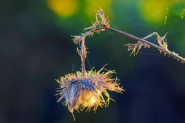 Lanzett-Kratzdistel, Lanzettkratzdistel, Gemeine Kratzdistel, Gewoehnliche Kratzdistel (Cirsium vulgare, Cirsium lanceolatum), verwelktes Koepfchen, Deutschland, NRW Bull thistle, Common thistle, Spear thistle (Cirsium vulgare, Cirsium lanceolatum), withered flower head, Germany, North Rhine-Westphalia BLWS656352 *** Lanzettkratzdistel, Lanzettkratzdistel, Gemeineine Kratzdistel, Gewoehnliche Kratzdistel Cirsium vulgare, Cirsium lanceolatum , withered flower head, Germany, North Rhine Westphalia BLWS656352 Copyright: xblickwinkel C.xStennerx