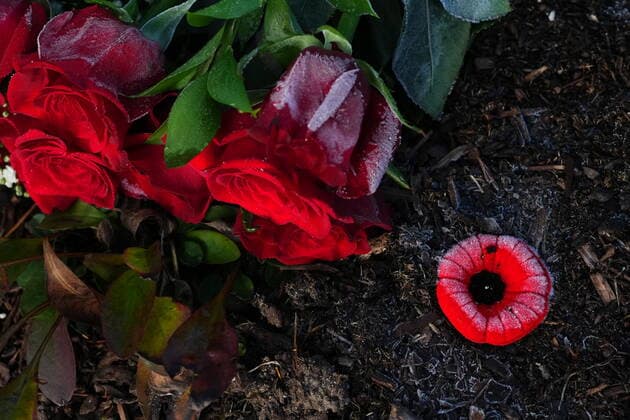 November 11, 2021, Ottawa, ON, Canada: Roses and a poppy sit covered in frost at a tombstone on Remembrance services at the National Military Cemetery in Ottawa on Thursday, Nov. 11, 2021. Ottawa Canada  - ZUMAc35_ 20211111_zaf_c35_007 Copyright: xSeanxKilpatrickx