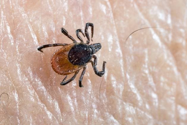 Zecke, Gemeiner Holzbock (Ixodes ricinus), sitzt auf menschlicher Haut, Deutschland European castor bean tick, European sheep tick (Ixodes ricinus), sits on human skin, Germany BLWS656524 *** Tick, common wood tick Ixodes ricinus , sits on human skin, Germany European castor bean tick, European sheep tick Ixodes ricinus , sits on human skin, Germany BLWS656524 Copyright: xblickwinkel W.xWillnerx