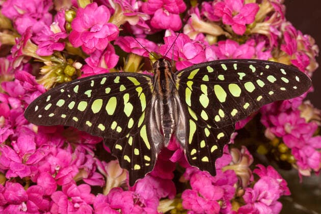 Geschweifter Eichelhaeher (Graphium agamemnon, Papilio agamemnon), sitzt auf einem Bluetenstand Tailed Jay, Green-spotted triangle, Tailed green jay, Green triangle (Graphium agamemnon, Papilio agamemnon), sits on an inflorescence BLWS656580 *** Curved Jay Graphium agamemnon, Papilio agamemnon , sits on an inflorescence Tailed Jay, Green spotted triangle, Tailed green jay, Green triangle Graphium agamemnon, Papilio agamemnon , sits on an inflorescence BLWS656580 Copyright: xblickwinkel W.xWillnerx