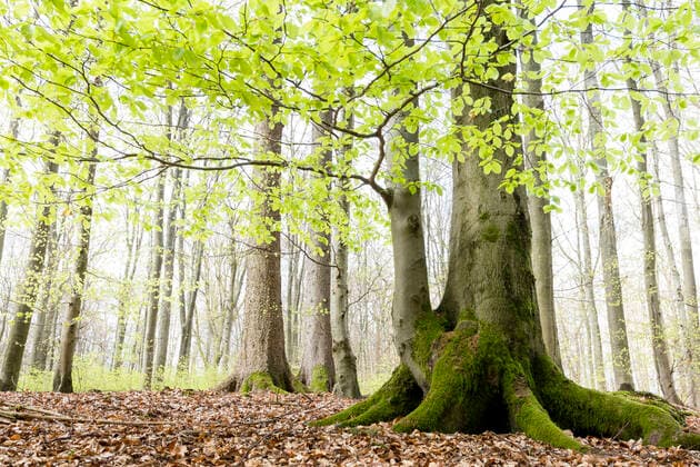 Rotbuche, Rot-Buche, Buche (Fagus sylvatica), frisch ausgetriebene Buche im Fruehling in einem Wald, Baum des Jahres 2022, Deutschland, Odenwald common beech (Fagus sylvatica), young beech with fresh leaves in a forest in spring, Tree of the year 2022, Germany, Odenwald BLWS656702 *** Common beech Fagus sylvatica , young beech with fresh leaves in a forest in spring, Tree of the year 2022, Germany, Odenwald BLWS656702 Copyright: xblickwinkel A.xHeldx