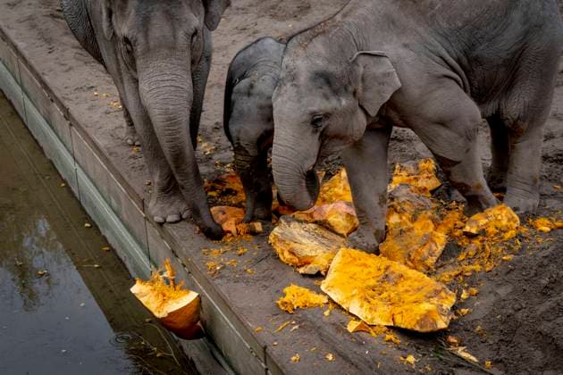 ZOOs elefantflok faar traditionen tro en del af de praemierede kaempegraeskar fra Tivolis halloween i elefantanlaegget i Zoologisk Have Koebenhavn, fredag den 12. november 2021. , Copenhagen Denmark *** The ZOOs elephant herd gets a part of the award-winning fighting pumpkins from Tivolis Halloween in the elephant facility at the Copenhagen Zoo, Friday 12 November 2021, Copenhagen Denmark  Copyright: RitzauxScanpix IdaxMariexOdgaardx COP111 spdk20211112-133324-L