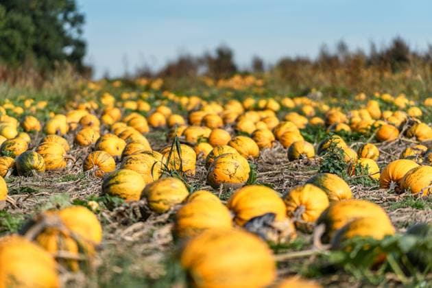 03 October 2021: Growing and harvesting orange pumpkins, A pumpkin patch, Pumpkin *** Anbau und Ernte von orangen Kürbissen, Ein Kürbisfeld, Kürbis