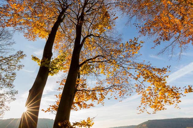 Rotbuche, Rot-Buche, Buche (Fagus sylvatica), Zwei herbstliche Buche im Sonnenlicht, Baum des Jahres 2022, Deutschland, Odenwald, Naturpark Neckartal common beech (Fagus sylvatica), Two beeches with autumn colours im Sonnenlicht, Tree of the Year 2022, Germany, Odenwald, Naturpark Neckartal BLWS656783 *** Common beech Fagus sylvatica , Two beech with autumn colours in sunlight, Tree of the Year 2022, Germany, Odenwald, Naturpark Neckartal common beech Fagus sylvatica , Two beech with autumn colours in sunlight, Tree of the Year 2022, Germany, Odenwald, Naturpark Neckartal BLWS656783 Copyright: xblickwinkel A.xHeldx