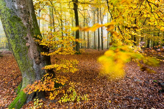 Rotbuche, Rot-Buche, Buche (Fagus sylvatica), in Herbstfaerbung am Waldrand, Baum des Jahres 2022, Deutschland, Odenwald common beech (Fagus sylvatica), with autumn colours at forest edge, Tree of the Year 2022, Germany, Odenwald BLWS656730 *** Common beech Fagus sylvatica , with autumn colours at forest edge, Tree of the Year 2022, Germany, Odenwald BLWS656730 Copyright: xblickwinkel A.xHeldx
