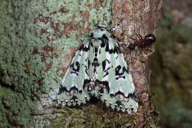 IMAGO Nature: Unsere Erde, Tiere, Tierische Meister der Tarnung Seladoneule, Seladon-Eule, Orioneule, Orion-Eule (Moma alpium, Daseoacheta alpium, Diphthera alpium), sitzt an bemooster und flchtenbewachsener Rinde, Aufsicht, Deutschland Scarce Merveille du jour (Moma alpium, Daseoacheta alpium, Diphthera alpium), sitting at mossy and lichened bark, view from above, Germany BLWS656838 *** Seladon owl, Orioneule, Orion owl Moma alpium, Daseoacheta alpium, Diphthera alpium , sitting at mossy and lichened bark, view from above, Germany Scarce Merveille du jour Moma alpium, Daseoacheta alpium, Diphthera alpium , sitting at mossy and lichened bark, view from above, Germany BLWS656838 Copyright: xblickwinkel W.xWillnerx