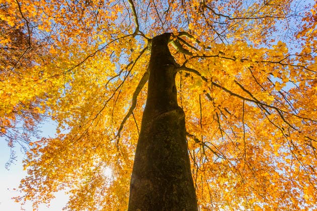 Rotbuche, Rot-Buche, Buche (Fagus sylvatica), Blick in einen Wipfel eines herbstlichen Buchenwalds, Baum des Jahres 2022, Deutschland, Odenwald common beech (Fagus sylvatica), view into the tree top of a beech with autumn colours, Tree of the Year 2022, Germany, Odenwald BLWS656779 *** Common beech Fagus sylvatica , view into the tree top of a beech with autumn colours, Tree of the Year 2022, Germany, Odenwald BLWS656779 Copyright: xblickwinkel A.xHeldx