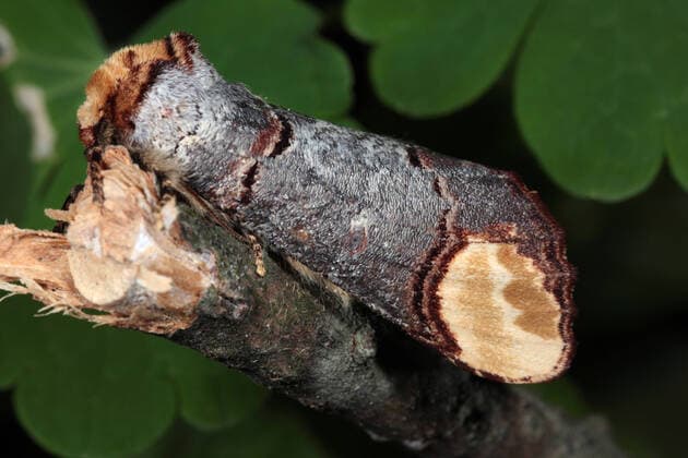 IMAGO Nature: Unsere Erde, Tiere, Tierische Meister der Tarnung Mondvogel, Mondfleck (Phalera bucephala), sitzt auf einem Zweig, Deutschland Buff-tip moth, Buff tip caterpillar (Phalera bucephala), sits on a twig, Germany BLWS657024 *** Moonbird, Moon spot Phalera bucephala , sits on a twig, Germany Buff tip moth, Buff tip caterpillar Phalera bucephala , sits on a twig, Germany BLWS657024 Copyright: xblickwinkel W.xWillnerx