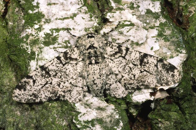IMAGO Nature: Unsere Erde, Tiere, Tierische Meister der Tarnung Birkenspanner, Birken-Spanner (Biston betularia, Biston betularius, Amphidasis betularia), sitzt an bemooster Birkenrinde, Aufsicht, Deutschland Peppered moth (Biston betularia, Biston betularius, Amphidasis betularia), sitting at mossy birch bark, Aufsicht, Germany BLWS656824 *** Peppered moth Biston betularia, Biston betularius, Amphidasis betularia , sitting at mossy birch bark, top view, Germany BLWS656824 Copyright: xblickwinkel W.xWillnerx