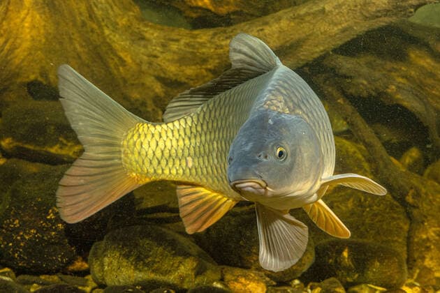 IMAGO Creative, Food, Karpfen-Saison Karpfen, Flusskarpfen, Fluss-Karpfen, Wildkarpfen, Wild-Karpfen (Cyprinus carpio), Spiegelkarpfen, Frontalaufnahme, Deutschland carp, common carp, European carp (Cyprinus carpio), mirror carp from the front, Germany BLWS656757 *** Carp, river carp, river carp, wild carp, wild carp Cyprinus carpio , mirror carp, frontal view, Germany carp, common carp, European carp Cyprinus carpio , mirror carp from the front, Germany BLWS656757 Copyright: xblickwinkel A.xHartlx