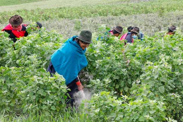 IMAGO Nature: Unsere Erde, Klimawandel, Ern?hrung, Pflanzen der Zukunft, Quinoa Landwirtschaft, Quinoa Anbau Indigenous women working in a quinoa field in San Jose de Tanquis, Ecuador, South America Copyright: Godong 809-8335 Editorial Use Only