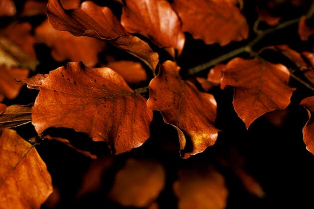 Pflanzenwelt 14.11.2021, GER, Bayern, Passau: Rot gefärbte Buchenblätter im Herbstwald *** Pflanzenwelt 14 11 2021, GER, Bavaria, Passau Red coloured beech leaves in autumn forest