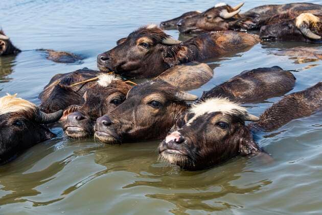 Wasserbüffel, Schilfhäuser der Sumpfaraber, Mesopotamische Sümpfe, Ahwar im Südirak, Unesco-Stätte, Irak, Asien *** Water buffalo, reed houses of the Marsh Arabs, Mesopotamian marshes, Ahwar in southern Iraq, Unesco site, Iraq, Asia Copyright: imageBROKER/MichaelxRunkel iblrun07166726.jpg 