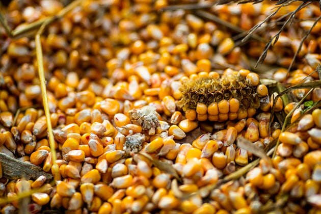 Maiskörner liegen am 22. November 2021 auf einem abgeernteten Feld bei Stahnsdorf in Brandenburg. Maiskörner *** Corn grains lie on a harvested field near Stahnsdorf in Brandenburg corn grains on November 22, 2021