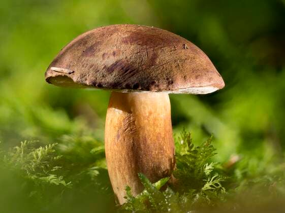  Maronen-Röhrling (Imleria badia) im Moosteppich am Waldboden, Nordrhein-Westfalen, Deutschland, Europa *** Chestnut boletus Imleria badia in a moss carpet on the forest floor, North Rhine-Westphalia, Germany, Europe Copyright: imageBROKER/DieterxMahlke ibldim07172924.jpg